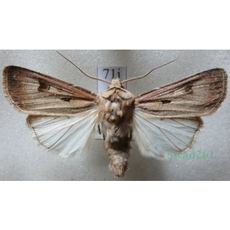 Agrotis exclamationis (Linnaeus, 1758) Rolnica czopówka Czech71j